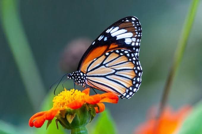 Test QA image_